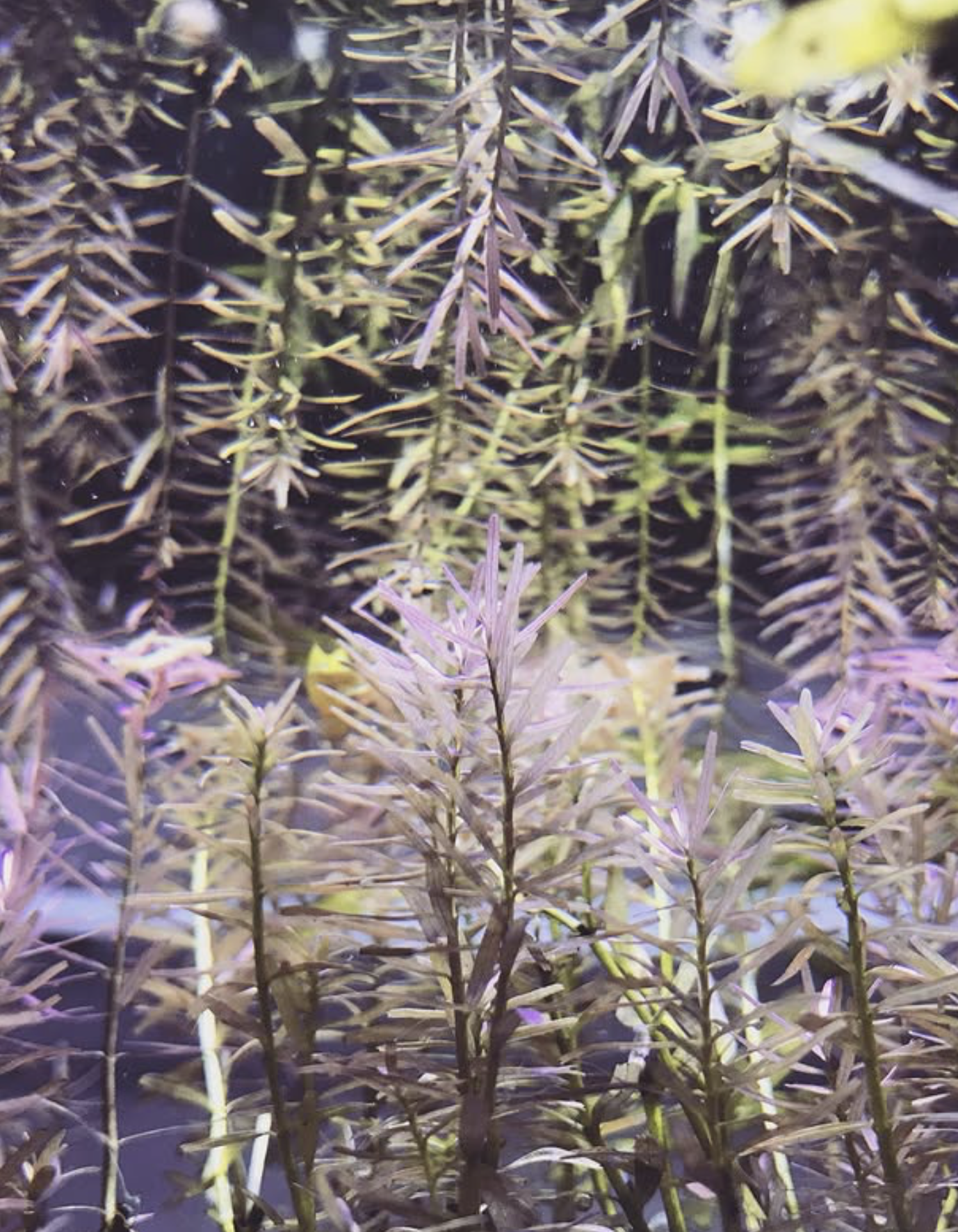 Crystal clear aquarium