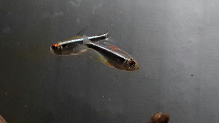 Colorful fish