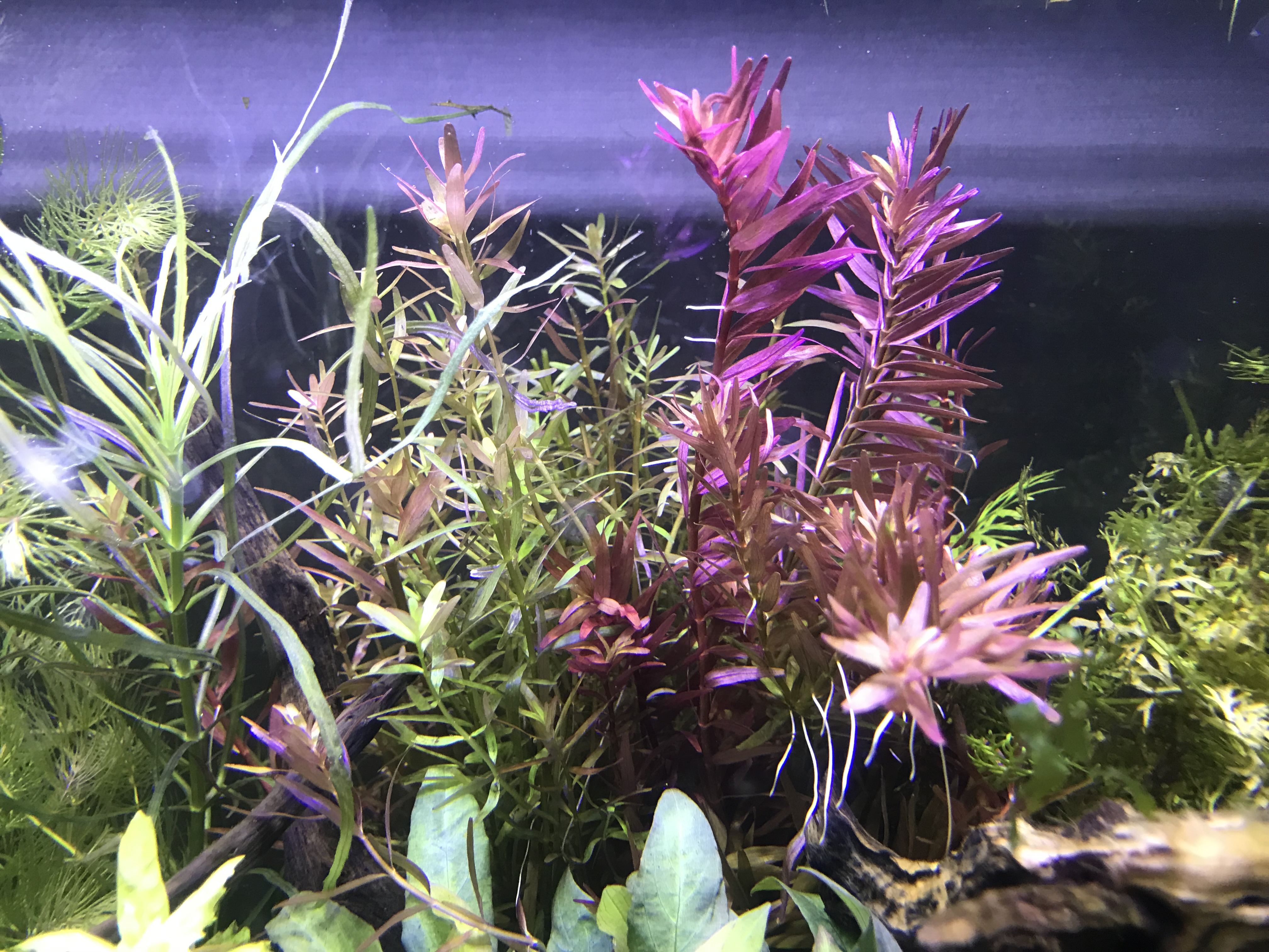 Modern aquarium interior