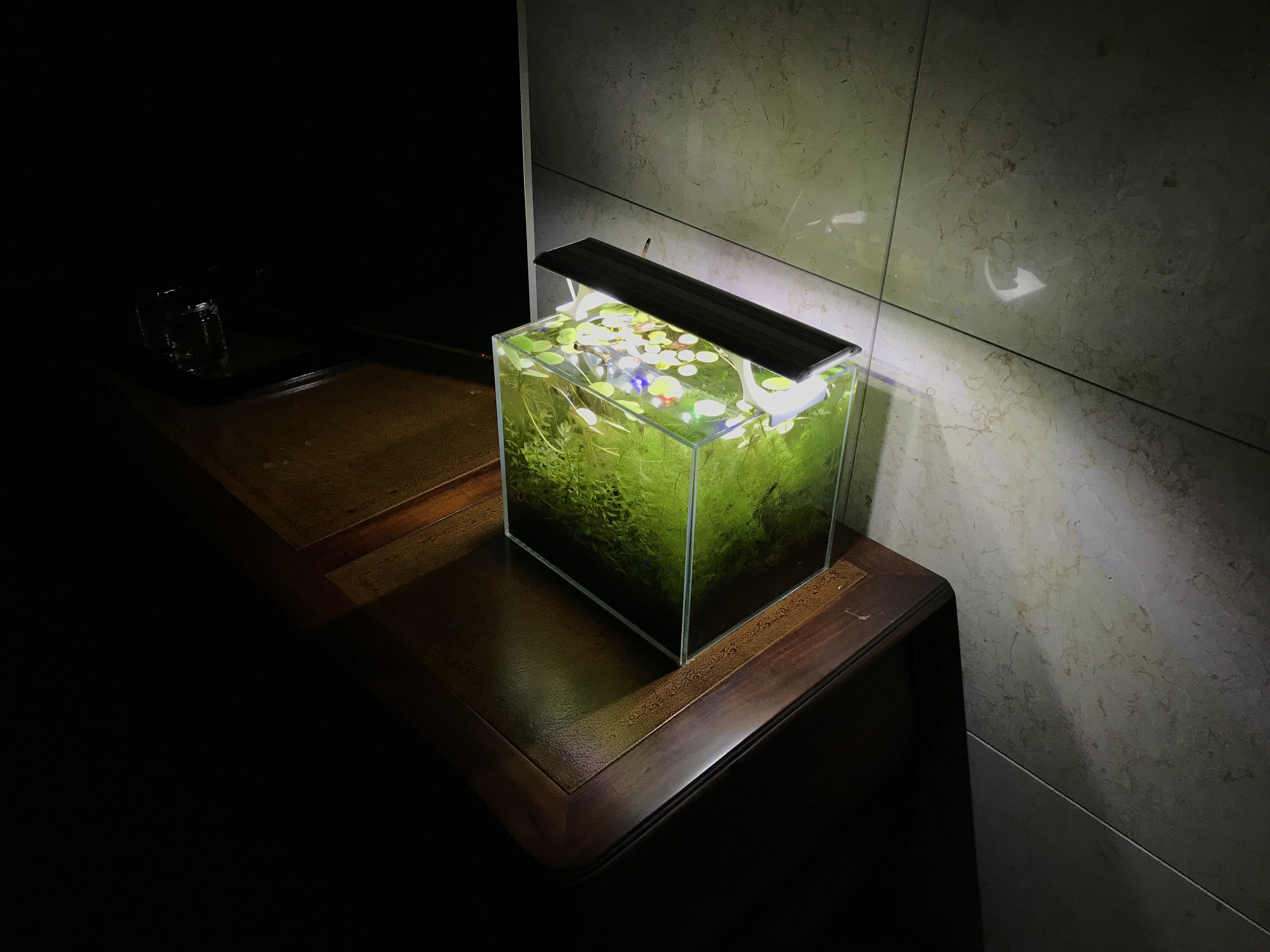 Vibrant coral reef aquarium