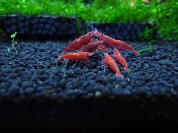 Peaceful underwater scene