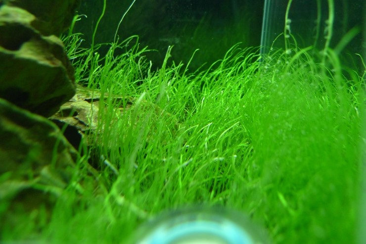 Elegant home aquarium